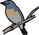 Large Blue Flycatcher